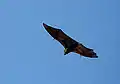 Grey-headed flying fox in flight