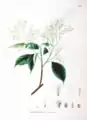 Pterostyrax corymbosus