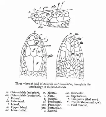 Image 11A line diagram from The Fauna of British India by G. A. Boulenger (1890), illustrating the terminology of shields on the head of a snake (from Snake)