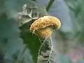 Rust fungus, Puccinia urticata on the surface of a nettle leaf