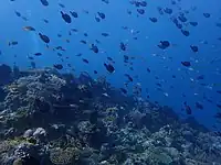 Underwater seascape