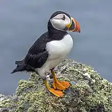 Adult in breeding plumage