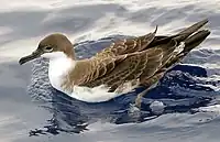 Great shearwater, Ardenna gravis (A)