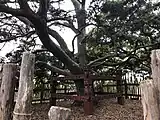 The sacred tōtara tree, planted in 1940 to commemorate 100 years of the Treaty of Waitangi grows on top of the central cone Pukekaroa.