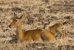 Female K. v. senganus and fawn, in South Luangwa NP, Zambia