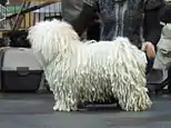 Puli at a dog show