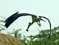 Asian openbill stork