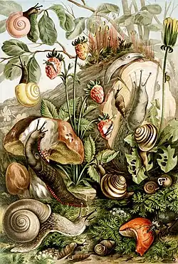 Image 20PulmonataArtist: H. Morin; Restoration: CitronAn illustration of various Pulmonata (and one predator arthropod in the lower right), an informal group of snails and slugs characterized by the ability to breathe air, by virtue of having a pallial lung instead of a gill, or gills. Pulmonata was previously a formal taxon but lost its status as one in 2010. The group includes many land and freshwater families, and several marine families. Most species have a shell, but no operculum, although the group does also include several shell-less slugs. Pulmonates are hermaphroditic, and some groups possess love darts.More selected pictures