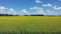 Pumpjack in a canola field in the RM of Moose Creek