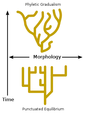 Image 14Phyletic gradualism, above, consists of relatively slow change over geological time. Punctuated equilibrium, bottom, consists of morphological stability and rare, relatively rapid bursts of evolutionary change. (from Speciation)
