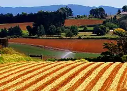 An onion field in Puni