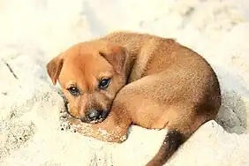 Image 31A little mongrel puppy on the shore, on Halong Bay (from Puppy)