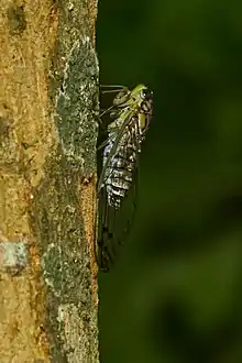 Male (lateral view)