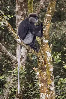 Gray monkey