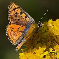 Showing its purple 'shot'