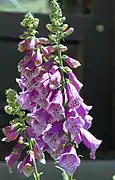 Foxglove