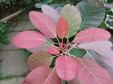 Red leaves