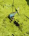 American purple gallinule, feeding a chick at the Green Cay Wetlands, Boynton Beach, Florida, USA