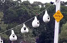 Artificial gourds provided for purple martins, USA