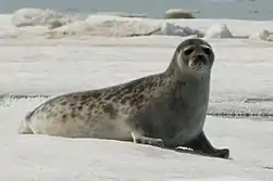 Gray seal