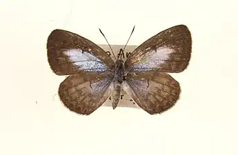 Dorsal view (female)