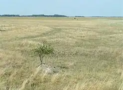 The Pannonian steppe in Seewinkel, Austria