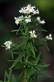 Pycnanthemum virginianum