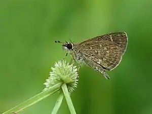 Ventral view