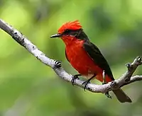 Vermilion flycatcher