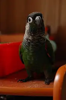 A green parrot with a black head and a grey neck with blue-tipped wings