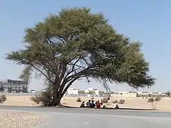 Migrant workers resting under a samr tree in Al Ghuwayriyah