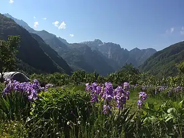 The Tulipa albanica is an endemic species in the Albanian Alps