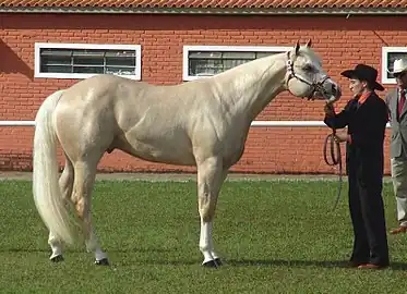 Photograph of a palomino Quarter Horse