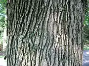 Bark