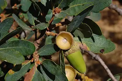 Leaves and acorn