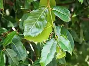 variety in leaf shape