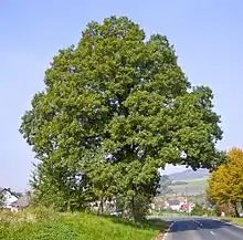 Sessile oak