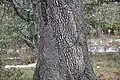 Rough aspect of the trunk, commonly seen in older trees