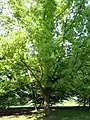 Chinese cork oak planted at Meise, Belgium