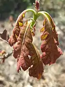 Young leaves are densely pubescent (hairy)