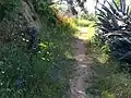 Wildflowers in Quinta Vergara