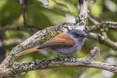 juvenile T. b. bourbonnensis, La Réunion