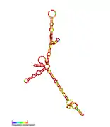 isrG Hfq binding RNA:  Predicted secondary structure taken from the Rfam database. Family RF01390.