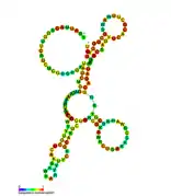 isrN Hfq binding RNA:  Predicted secondary structure taken from the Rfam database. Family RF01396.