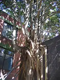 Banyan tree growing over a wall in a courtyard of the centre