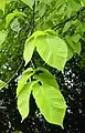 'Lutescens' leaves