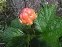 Cloudberry