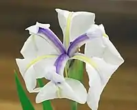 Closeup photo of an iris flower which is white with purple streaks