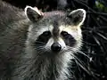 Raccoons, though cute, can be pesky