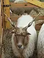 Racka sheep